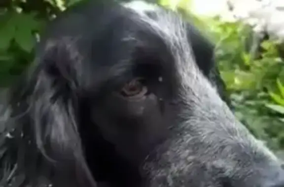 Пропала собака Лайза на Октябрьском п. в Ростовской области