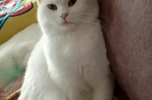 Кошки потеряшки, Ижевск, фото: Потеряшка кот на Ракетной 21, Ижевск