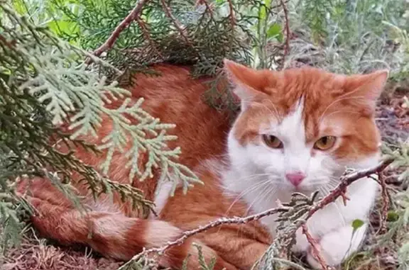 Пропала кошка Кот на ул. Гвоздкова, 14, Волгоград