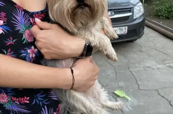 Собака найдена на улице Атарбекова, 47 в Ростове-на-Дону