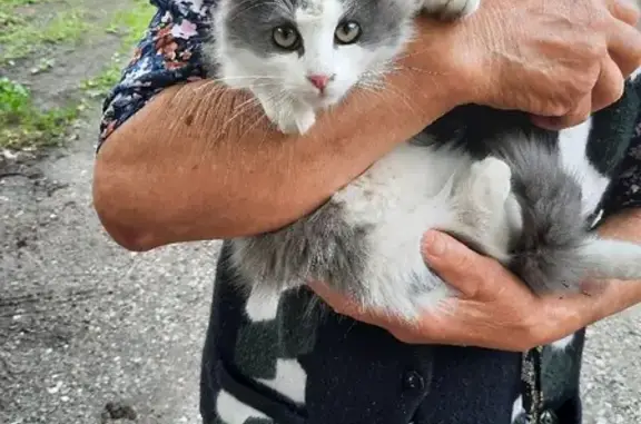 Найдена кошка на ул. Киримова, 95 в Нальчике