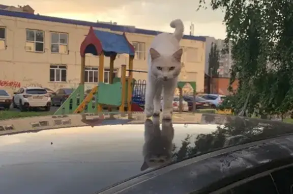 Найден ласковый белый кот на улице Степана Кувыкина, 39, Уфа