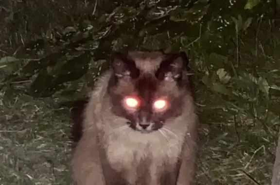 Найден сиамский кот на ул. Войтовича, 3 в Реутове