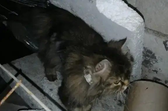 Найдена кошка на Барковке, Пенза