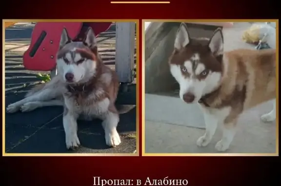 Пропала собака Макс в Алабино, Московская область