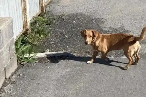 Найдена ухоженная собака на ул. Николая Чаплина, 100В