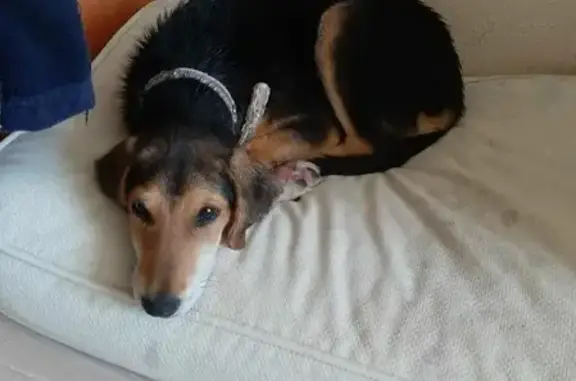 Найдена бигль-подобная собака в Геленджике