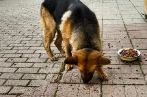 Собака Девочка прибилась к дому в Смоленске