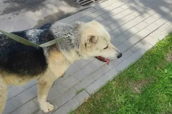 Найден щенок Алабая на улице Расплетина, 22, Москва