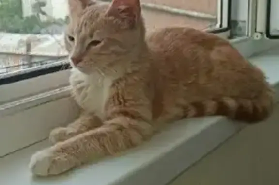 Кошка найдена на улице Ставропольской, 170 в Краснодаре
