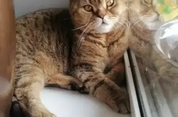 Кошки потеряшки, Новосибирск, фото: Потеряшка кошка с чипом в Новосибирске, ул. Танкистов, 2-й пер. 28.