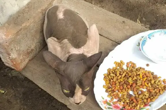 Найдена кошка сфинкс на Трактовой, 15 в Есаулово