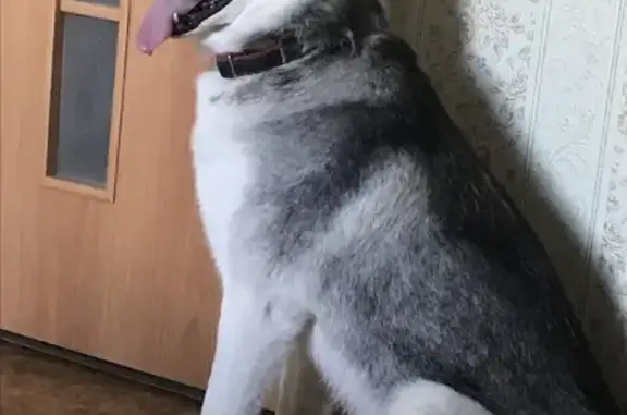 Найдена собака на Шевченко 82 в Красноярске