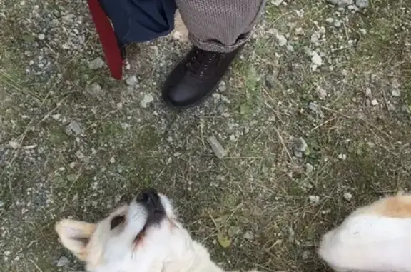 Пропала белая собака с чипом в Ноябрьске