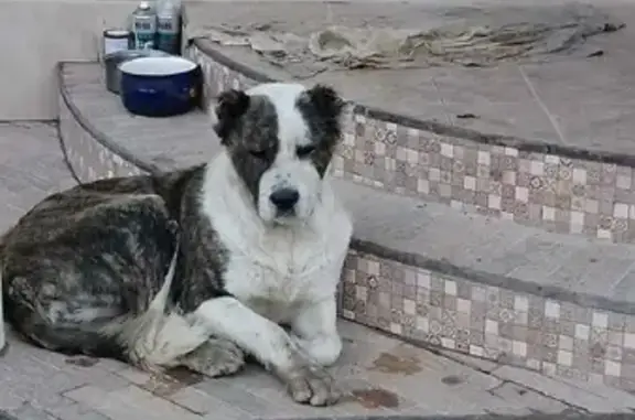 Найдена собака в СНТ Горизонт, рядом с д. Клушино