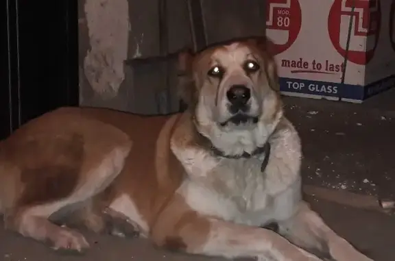 Пропала собака Гера на ул. Маяковского, 108, Бердск