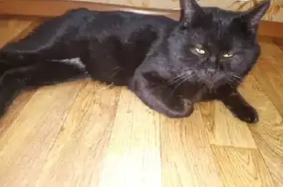 Пропала кошка с Онискевича, Чита: Курильский бобтейл, мальчик, чёрный с белым треугольником