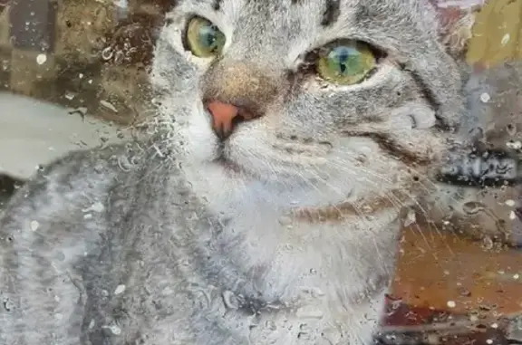 Кошки потеряшки, Новый Уренгой, фото: Потеряшка кошка Кузя в ДНТ Северянин, Новый Уренгой