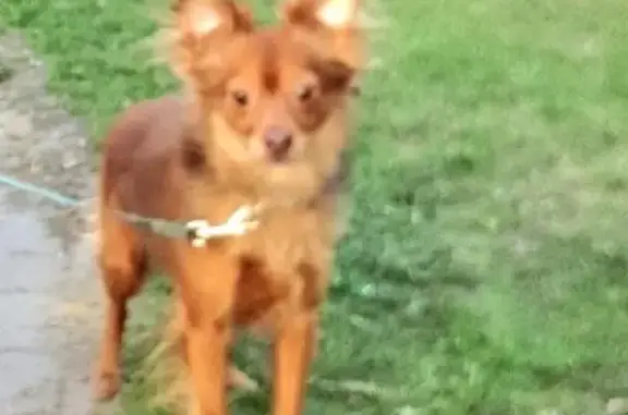 Пропала собака Фокс в Родниках, адрес Центральная улица 22