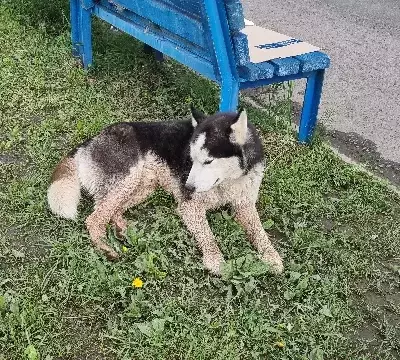 Собака найдена на ул. Советская, 8 в Братске.