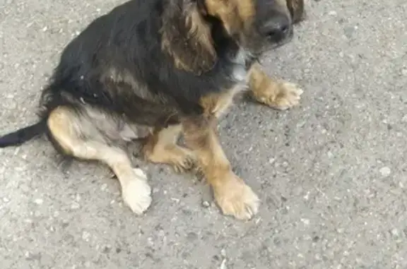 Найдена собака в Карачаево-Черкесской Республике