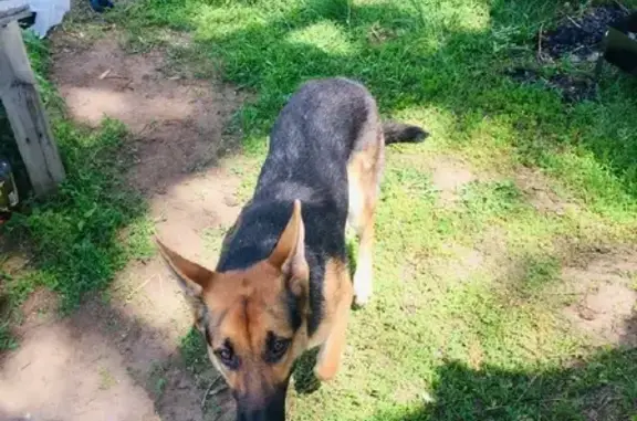 Собаки потеряшки, Оренбург, фото: Потеряшка собака Бэкки в Оренбурге