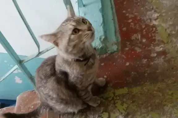 Найден серый кот на ул. Гагарина, 65, Самара