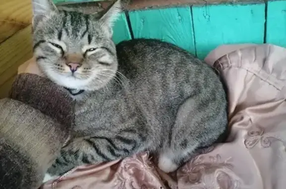 Кошки потеряшки, Второвское, фото: Потеряшка тигровая кошка Дурик в Владимирской обл.