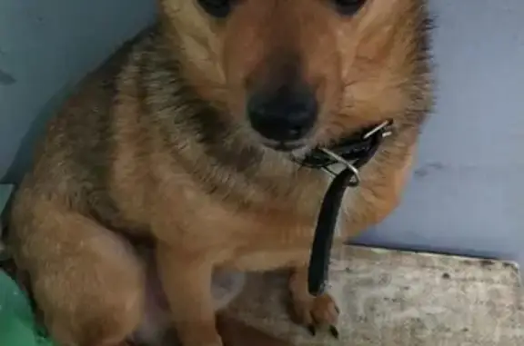 Собака Кобель с разрезом уха на ул. Амундсена, 105 в Екатеринбурге