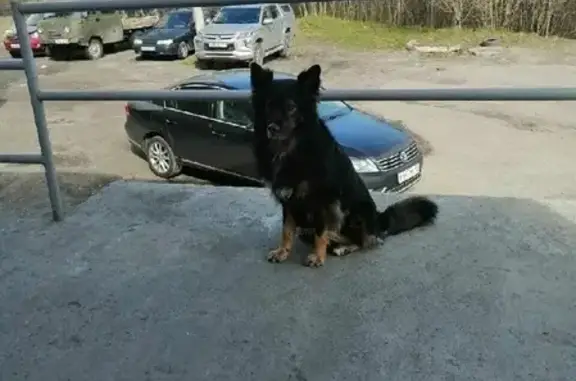 Пропала собака Гуф в Первомайском районе Мурманска