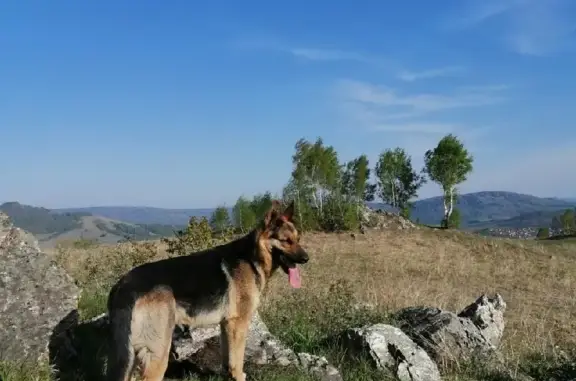 Потерянные животные Алферово, фото: Пропала Немецкая овчарка с Луговой улицы, 69