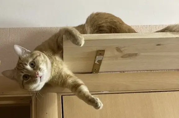 Кошки потеряшки, Санкт-Петербург, фото: Потеряшка кошка на Космонавтов 27, СПб