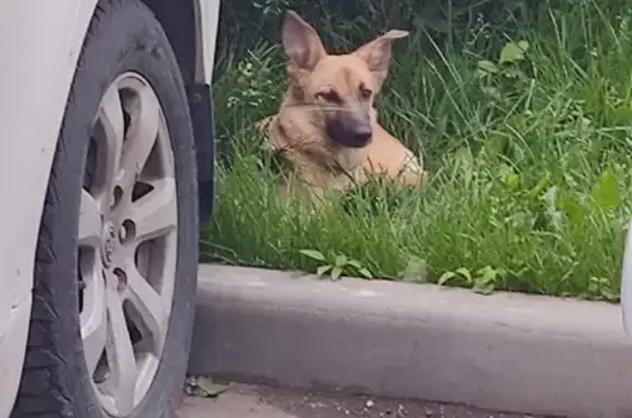 Найдена пугливая собака на Туристской, Москва