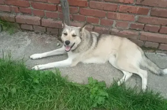 Потерянная собака на верхневыском водохранилище, Валериановск, Свердловская область