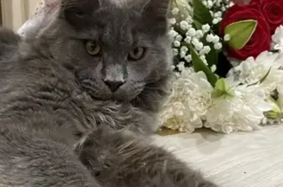 Пропала кошка породы Мейн-кун на Архангельской, 29