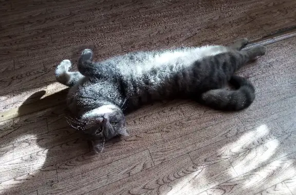 Найдена ласковая кастрированная кошка на улице Трубников, 58