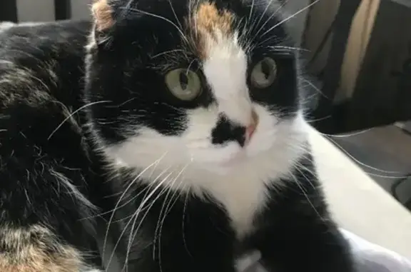 Найдена породистая кошка на Мельзаводской, 54 в Тюмени