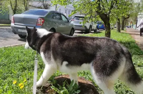 Пропала собака Хаски Вэнди в Обломихино, Костромская обл.