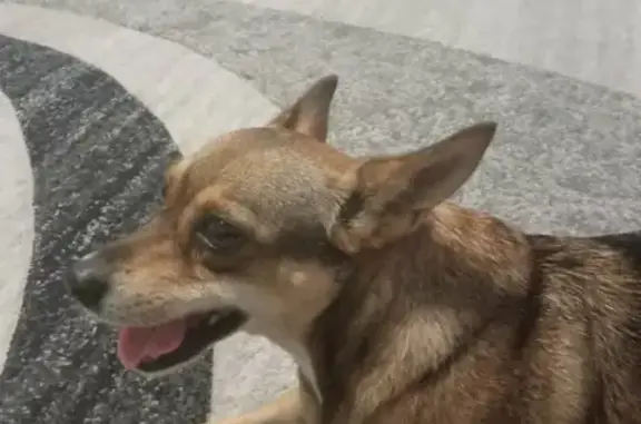Найдена собака на Ленинской улице в Бунгуре