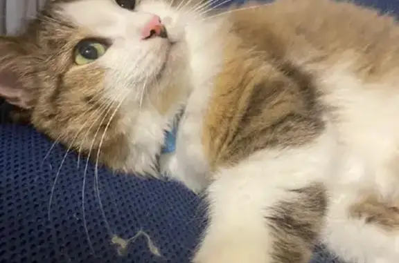 Кошки потеряшки, , фото: Потеряшка кошка Томас с голубым ошейником в Tbilisi