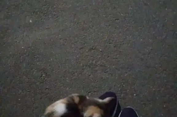Найдена кошка на ул. Кадыкова, 30 в Чебоксарах