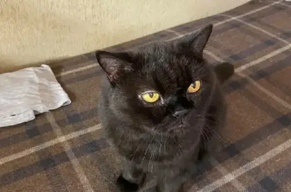 Пропала черная британка Китти в Демихово