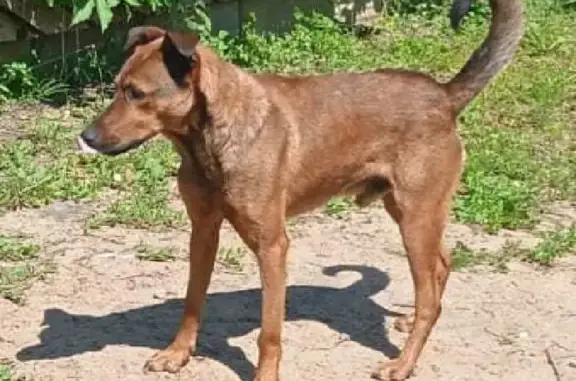 Найдена собака на Садовой ул. в Гальчино