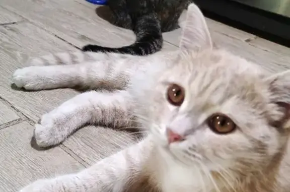Пропала кошка Кот Чили в Кстово, Нижегородская область