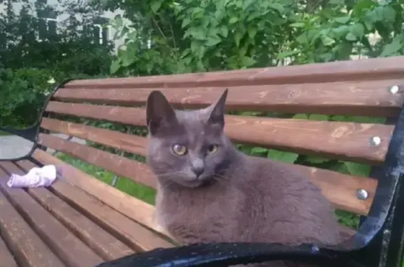 Найдена пожилая кошка на Кутузовском проспекте