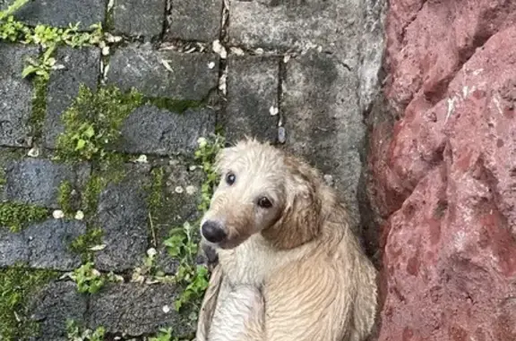 Найден щенок на улице Калинина, 14, Биробиджан