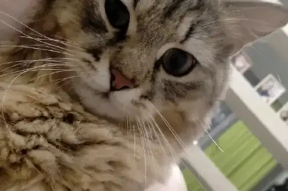 Объявления о пропавших и найденных животных, Оренбург, фото: Пропала кошка в Оренбурге, подстрижена не профессионалом