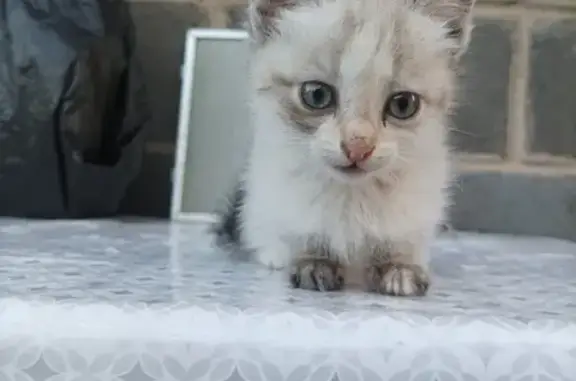 Найдена кошка окраса 'сиамский' на Нагаева, 60