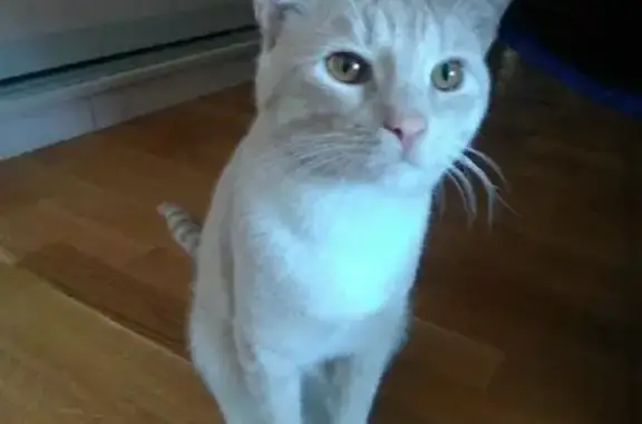 Потерянные животные Москва, фото: Пропал кот на ул. Толбухина, 8 корпус 1,2, Москва