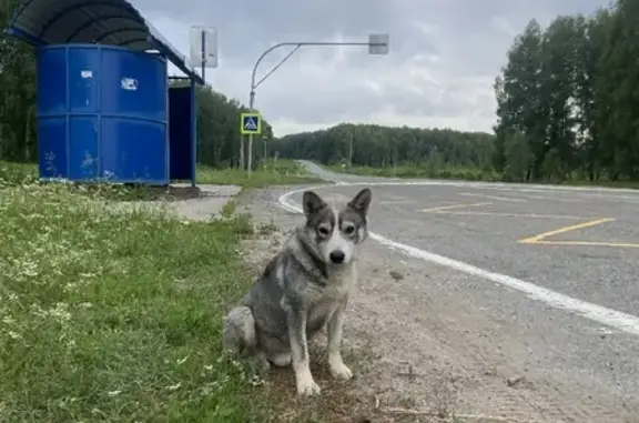 Найдена собака на остановке в Ерестной, Томская область